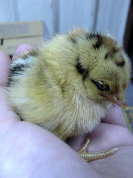 鳥兒