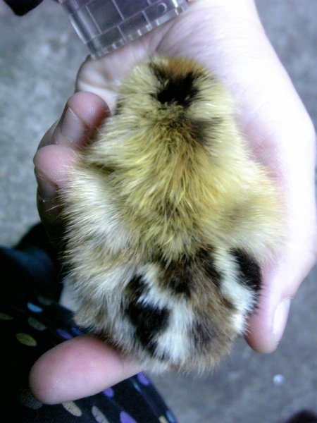 鳥兒