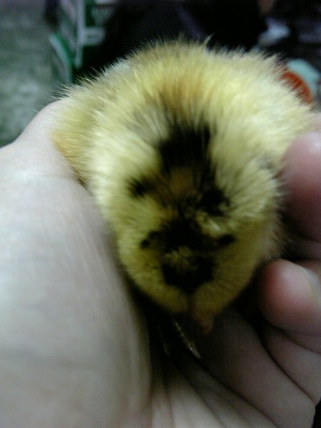 鳥兒