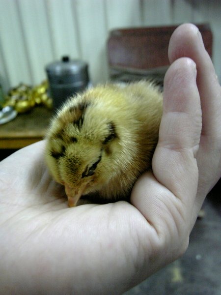 鳥兒