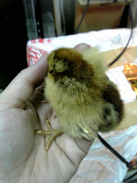 鳥兒