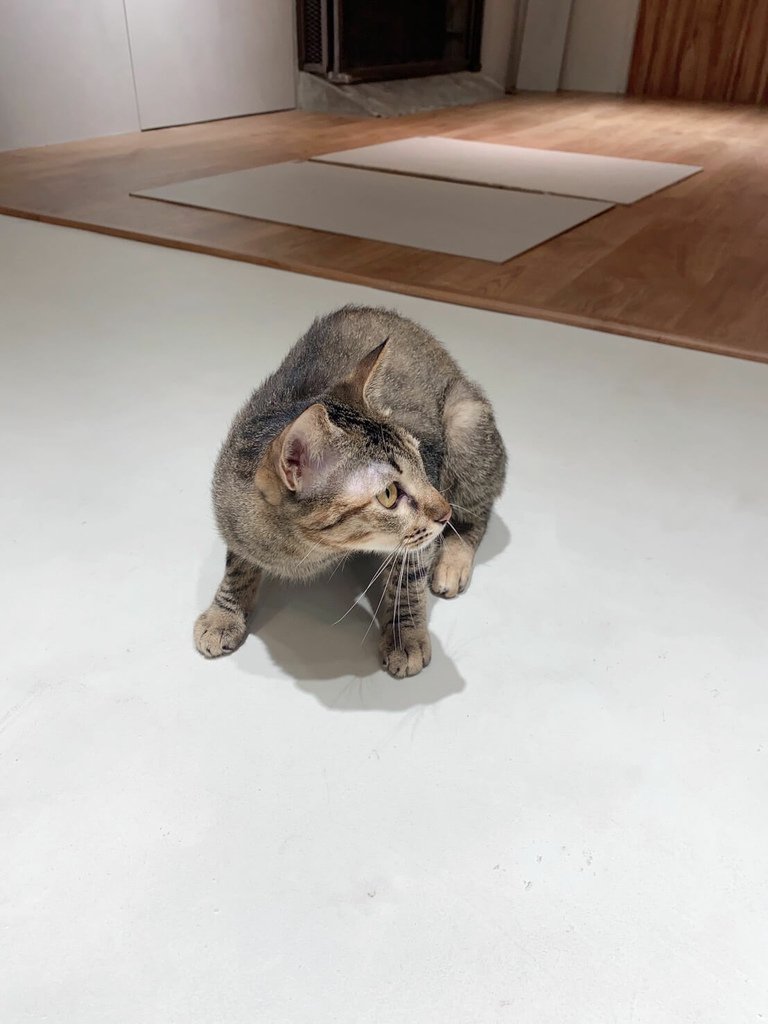 S__81018997.jpg