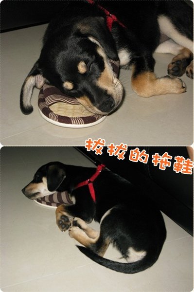 sleeping on slipper