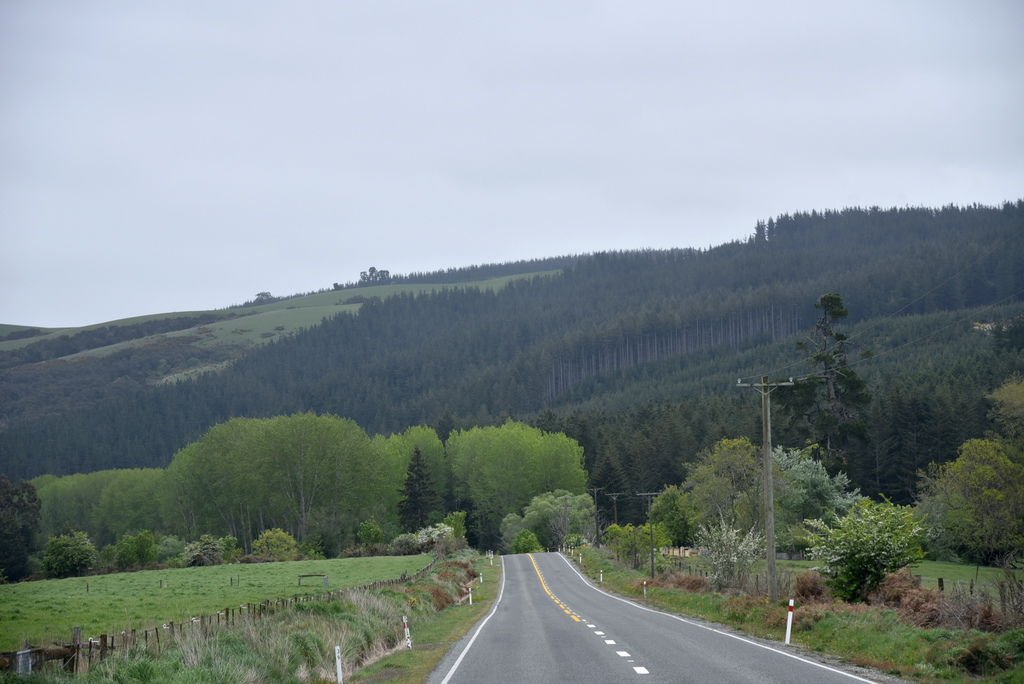 DSC_4446.JPG
