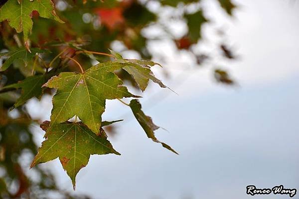 2012.10.27-28 家庭出遊-3青青草原_DSC_0241