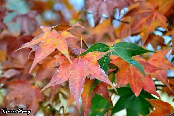 2012.10.27-28 家庭出遊-3青青草原_DSC_0244