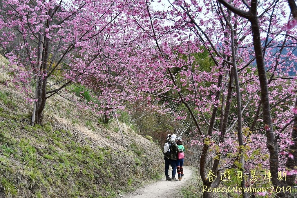 2019.02.17  司馬庫斯_Renee_DSC_4479-1.jpg