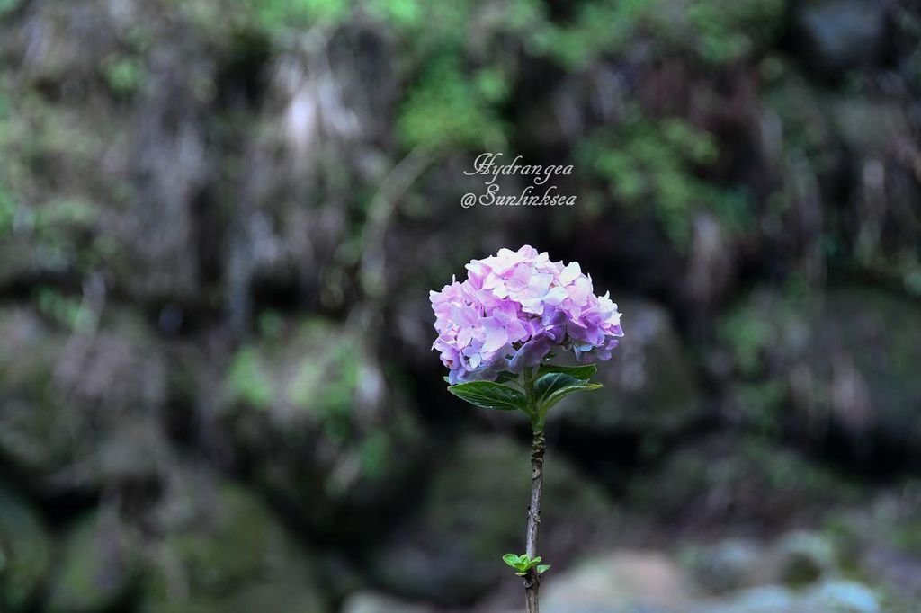 2019.05.18-19  家族旅行_杉林溪_DSC_9056-1_副本.jpg