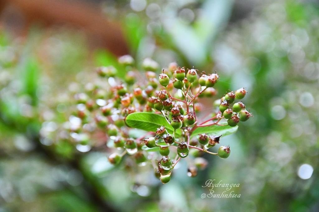 2019.05.18-19  家族旅行_杉林溪_DSC_9074-1_副本.jpg