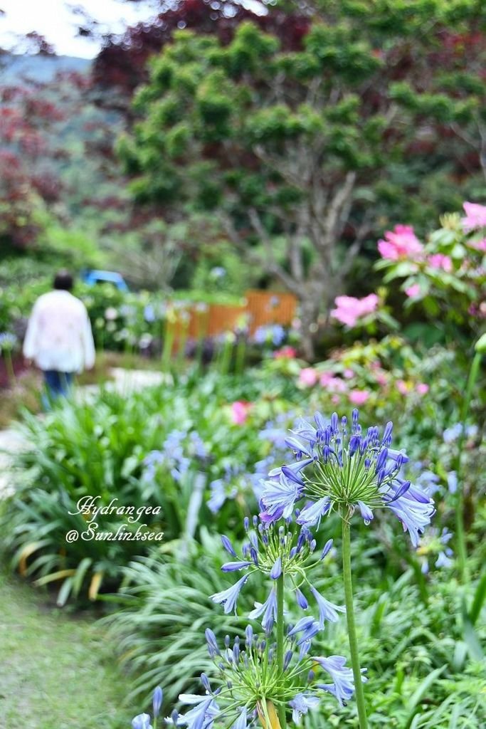 2019.05.18-19  家族旅行_杉林溪_DSC_9158-1_副本.jpg