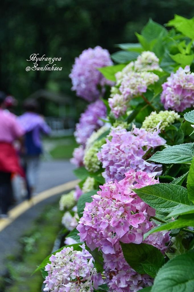 2019.05.18-19  家族旅行_杉林溪_DSC_9243-1_副本.jpg