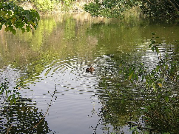 小動物集集