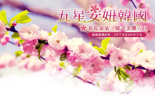 韓國賞櫻.jpg