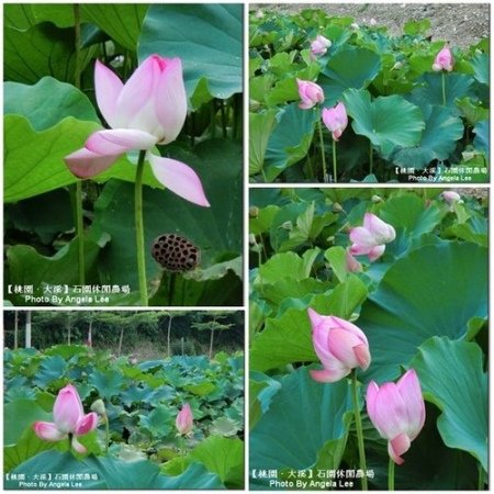 石園農場：【桃園．大溪】多元化的親子同樂天地《石園農場》戲水趣～