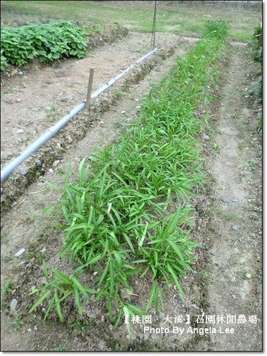 石園農場：【桃園．大溪】多元化的親子同樂天地《石園農場》戲水趣～