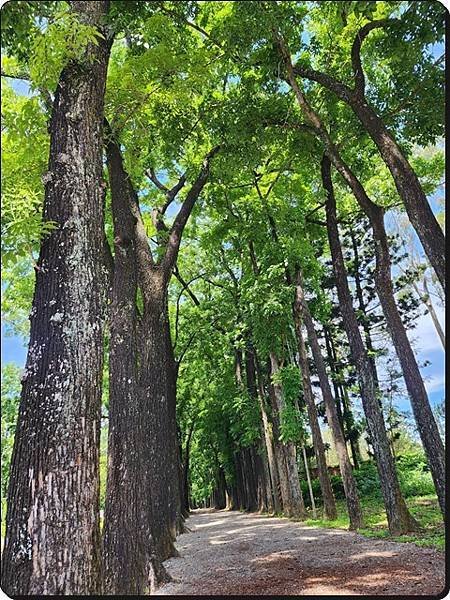 【高雄六龜】生態人文品茗一日遊☆新威森林公園(桃花心木步道)
