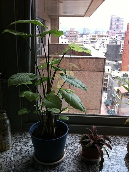 照片 (1).JPG