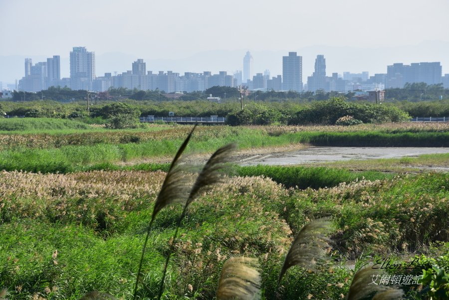 關渡自然公園114.JPG