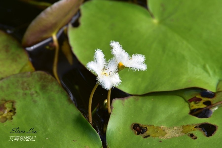 關渡自然公園118.JPG