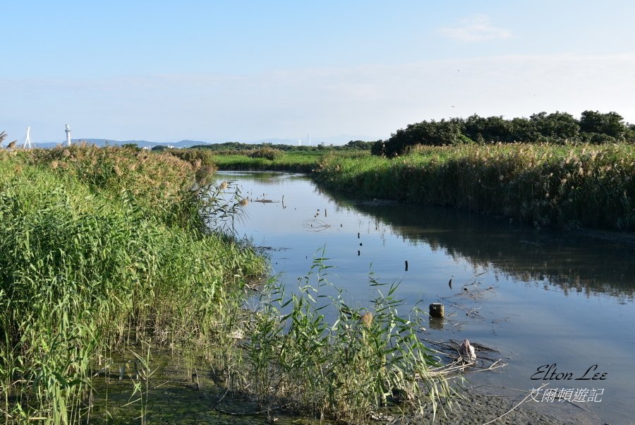 關渡自然公園128.JPG