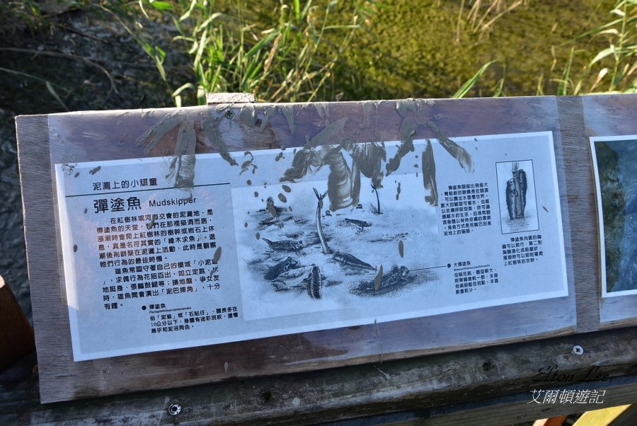 關渡自然公園130.JPG