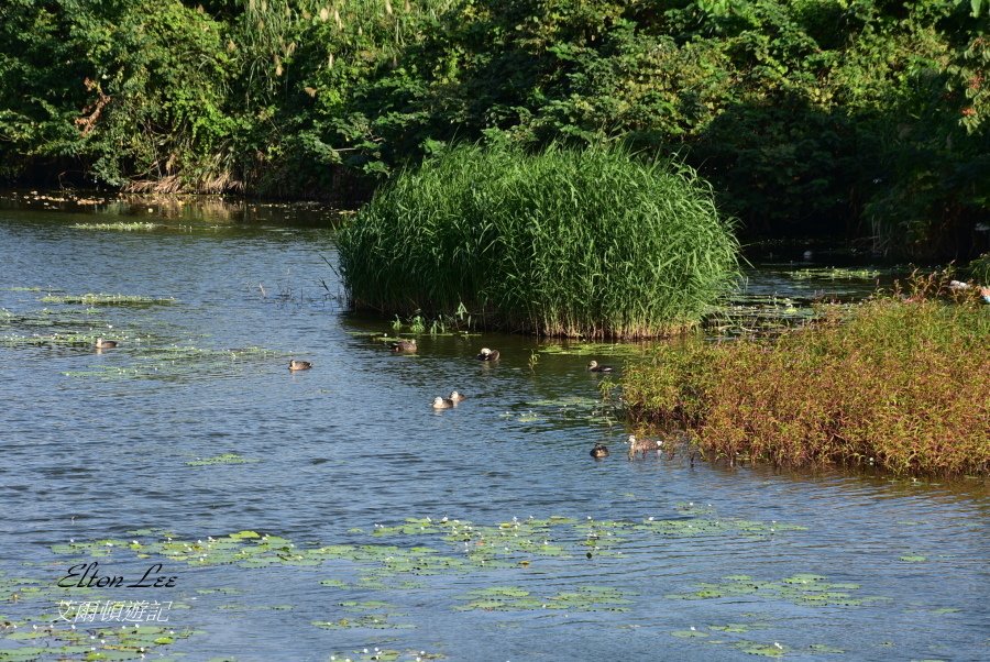 關渡自然公園139.JPG