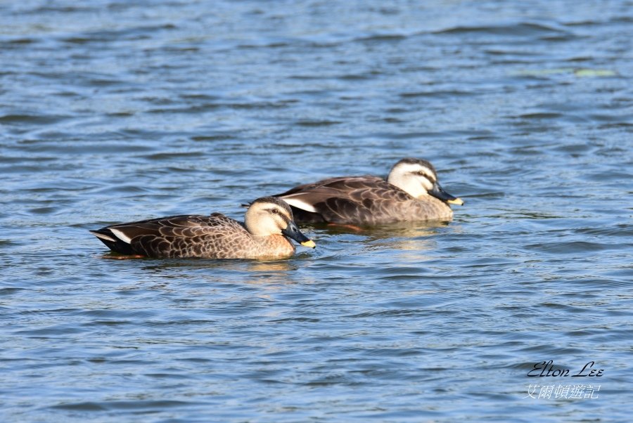 關渡自然公園142.JPG