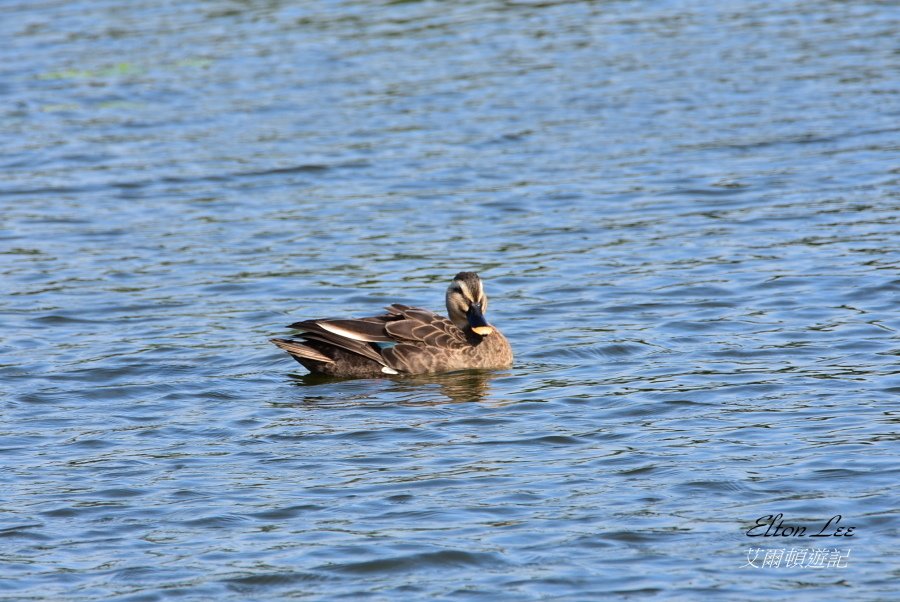 關渡自然公園140.JPG