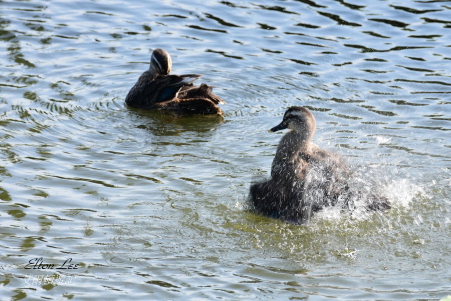 關渡自然公園148.JPG