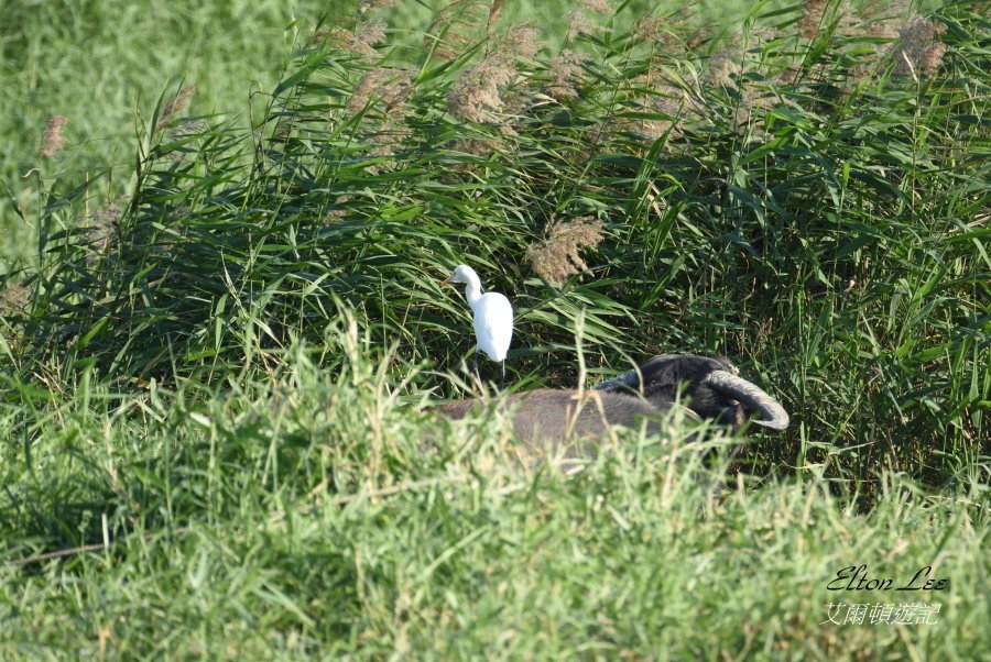 關渡自然公園151.JPG