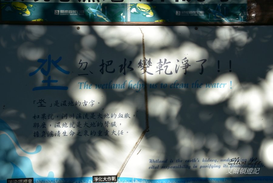 關渡自然公園158.JPG