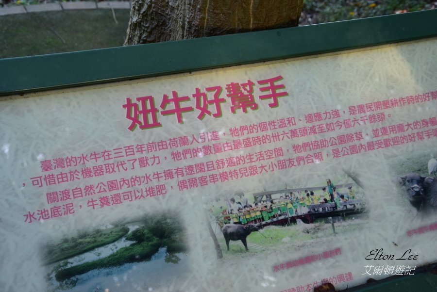 關渡自然公園183.JPG