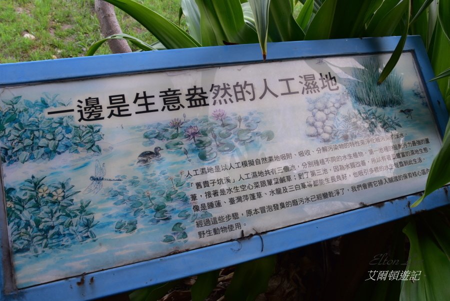 關渡自然公園186.JPG