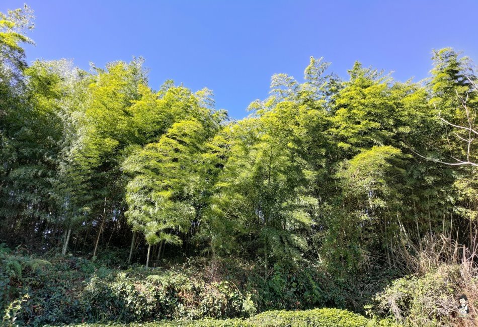 大尖山138.jpg