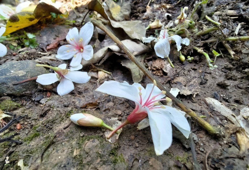 三芝桐花步道106.jpg