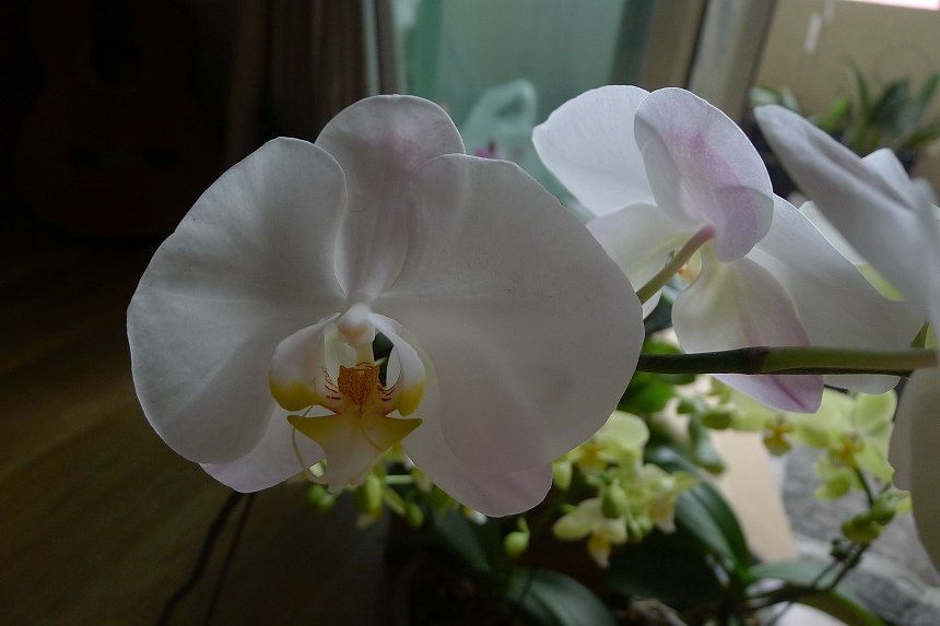 P1030512_nEO_IMG