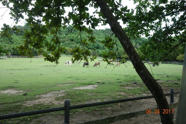 DSC07106.JPG - 20170625楠西教會