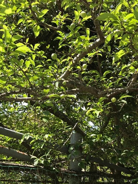 IMG_6675.JPG - 20180519合歡山
