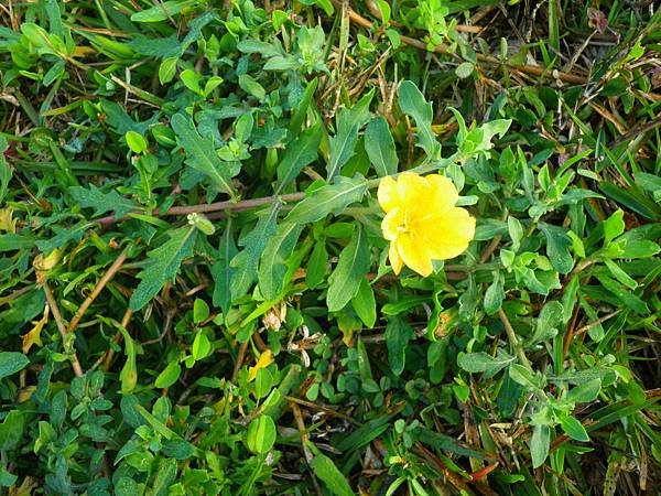 6.1裂葉月見草別名美國月見草、待宵草、晚櫻草是多年生草本植物，屬於柳葉菜科，月見草屬，葉為互生，呈齒裂狀，花呈黃色，通常在傍晚以後才會開花。主要生長於海邊或河邊沙地。.JPG