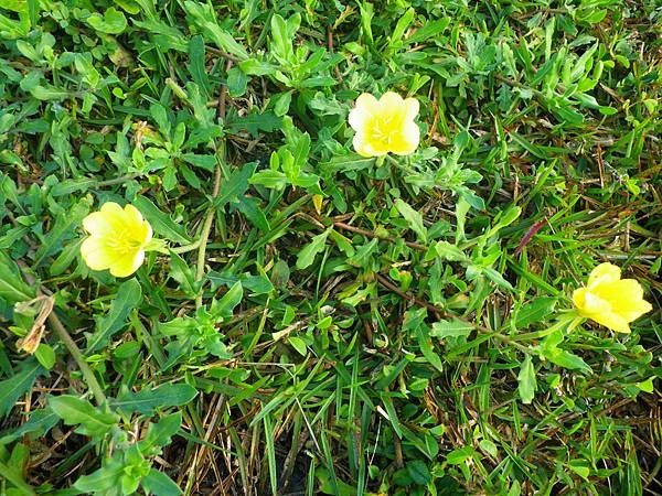 6.2一年生或多年生草本，冬季落葉。具主根；莖長 10~50 公分，常分枝，被曲柔毛，有時混生長柔毛，在莖上常混生腺毛。海濱個體常成匍匐狀，由基部生出分枝；山區個體則常呈直立狀。基生葉蓮座狀，披針形羽狀分裂；莖生葉互生，狹長倒卵形；葉齒緣、裂緣或全緣；被毛。花瓣四瓣對稱，廣心形，黃色；枯萎時常轉暗黃色或暗橙色。花掉落後留下圓柱狀蒴果。.JPG