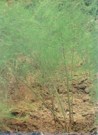 image003