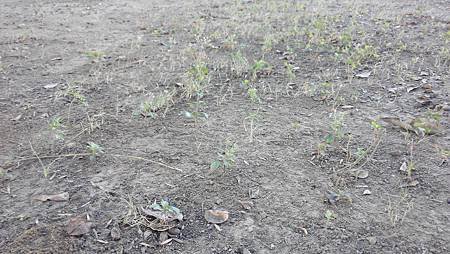 IMG_20141207_081746.jpg