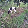 小花一號~黑臉