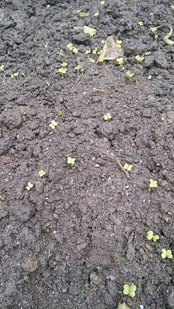 IMG_20131206_084930.jpg