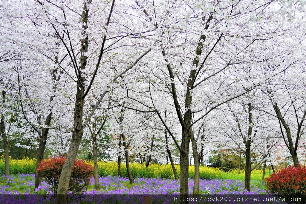 &apos;19 03 24 _134 東湖櫻花園 (2).JPG