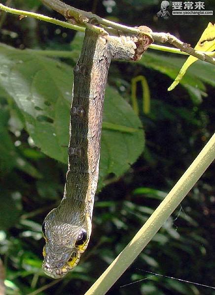 Hemeroplanes-Triptolemus-une-chenille-qui-ressemble-à-un-serpent-photo-04