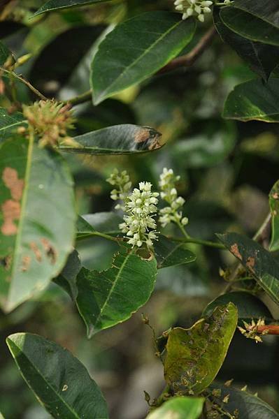 小花鼠刺