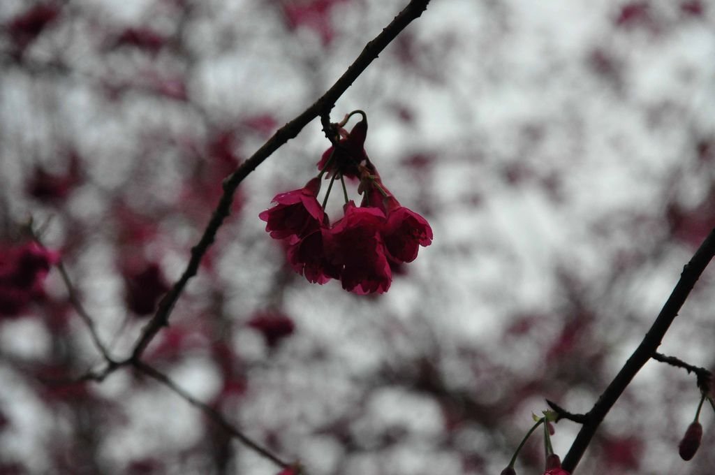 DSC_0662