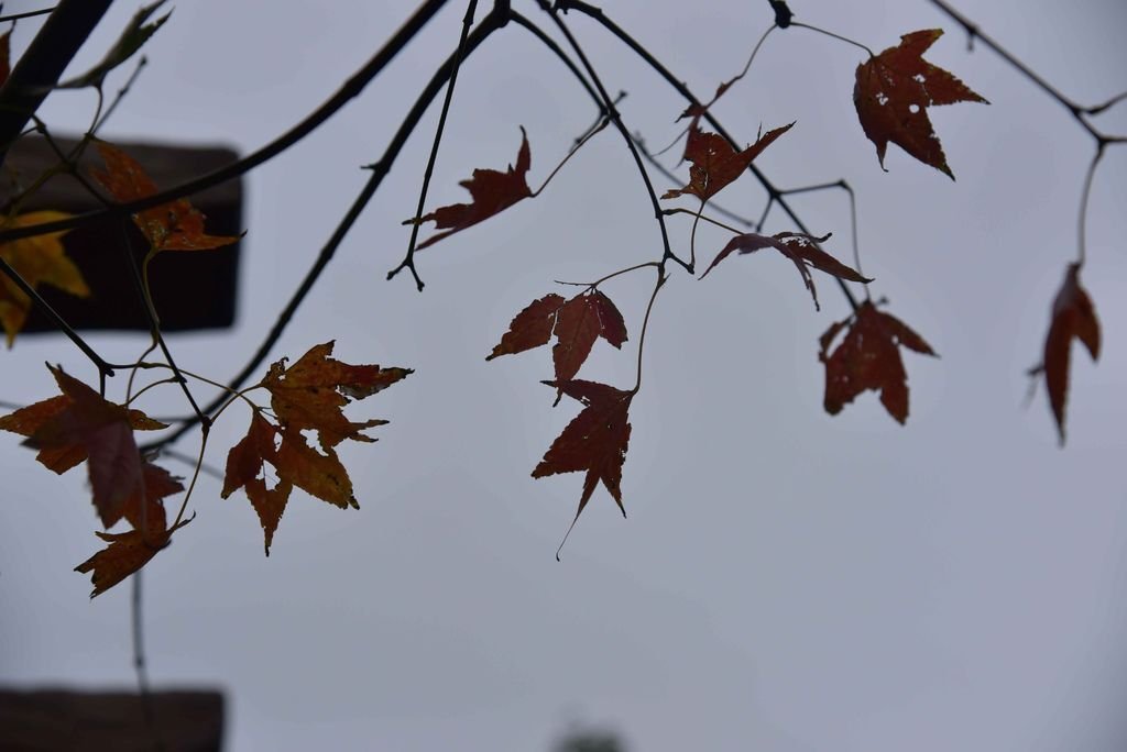 DSC_5646