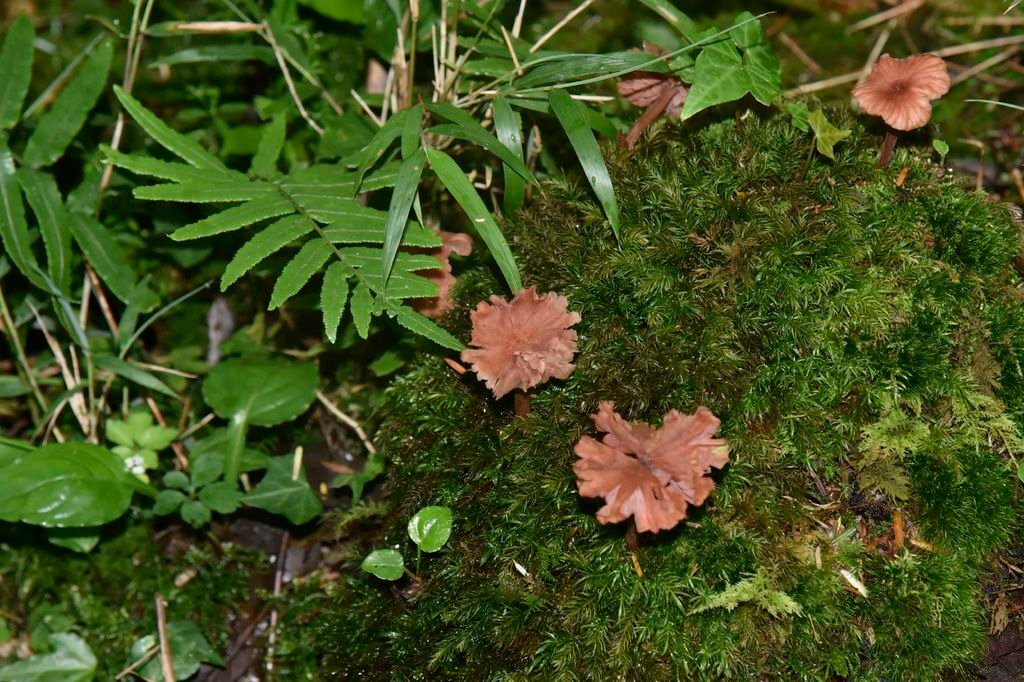 _DSC9951